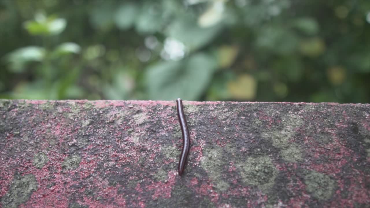 인도 고아 의 자연 서식지 에서 암석 을 천천히 등반 하는 흑인 인디언 센티피드 의 근접 촬영