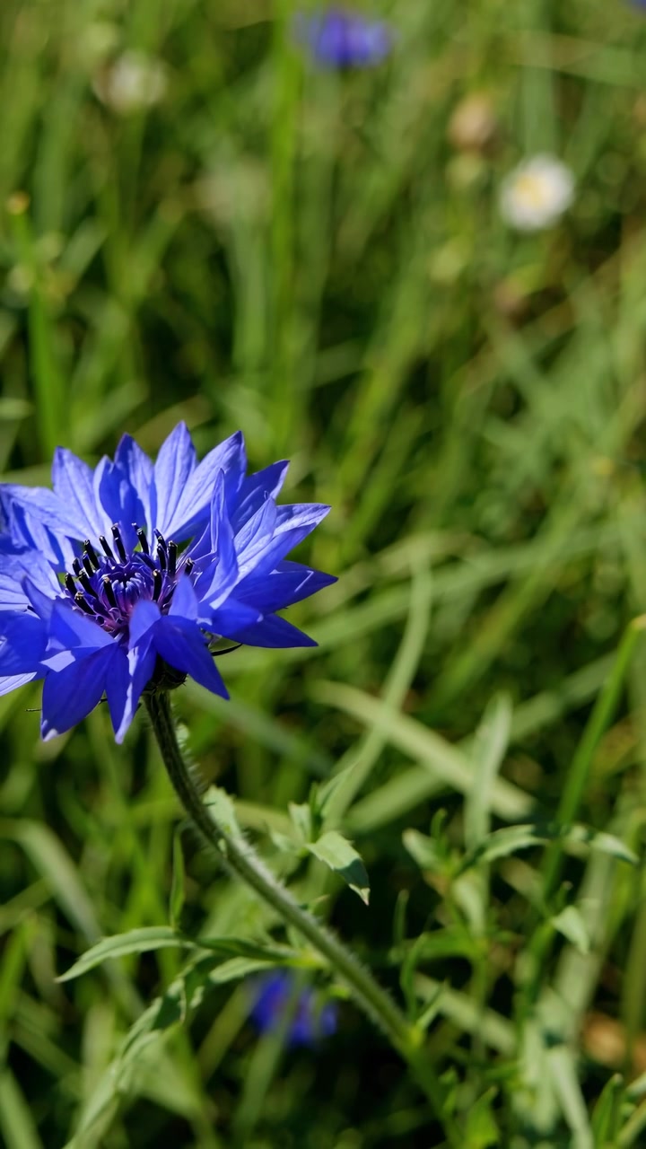 Levende blå kornblomst blomstrer på en solrik grønn eng