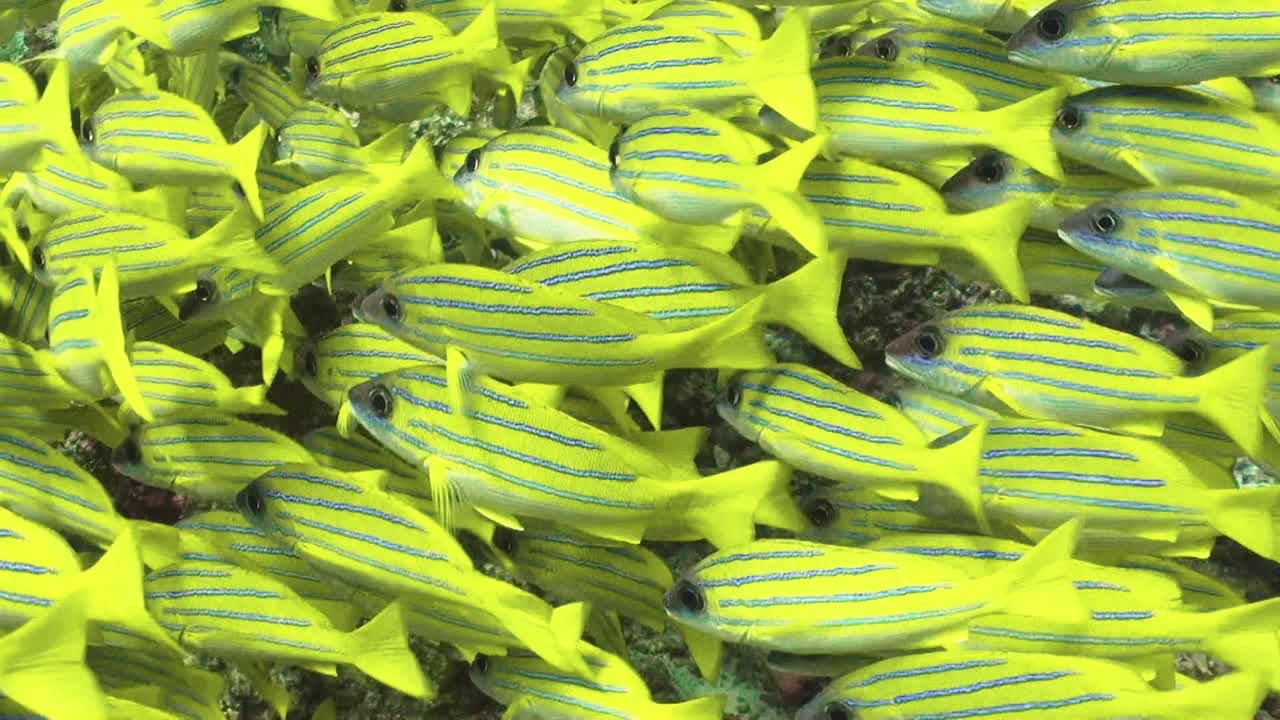 dense school of bluestripe snapper on top of coral reef all looking in same direction, close-up shot
