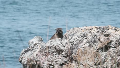 african rock hyrax or dassie on a cliff by the ocean