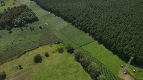 green forest and farmland plots in south kenya in aerial shot