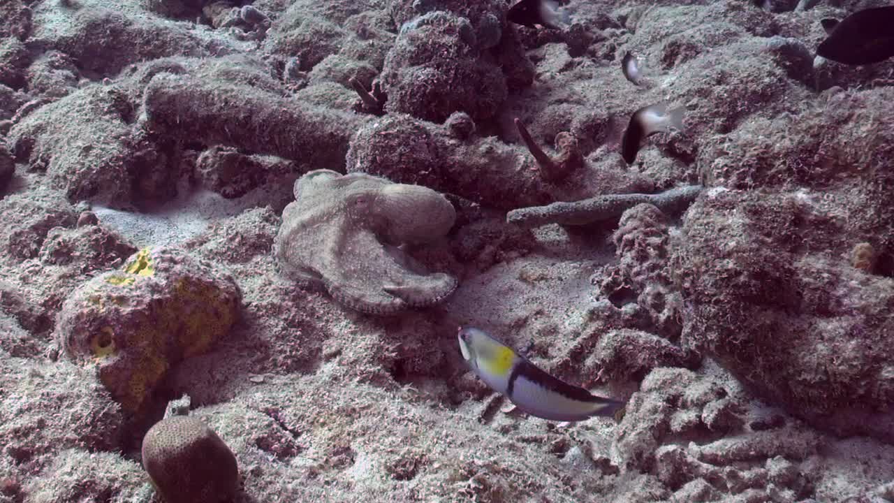 문어는 물고기에 려 죽습니다.