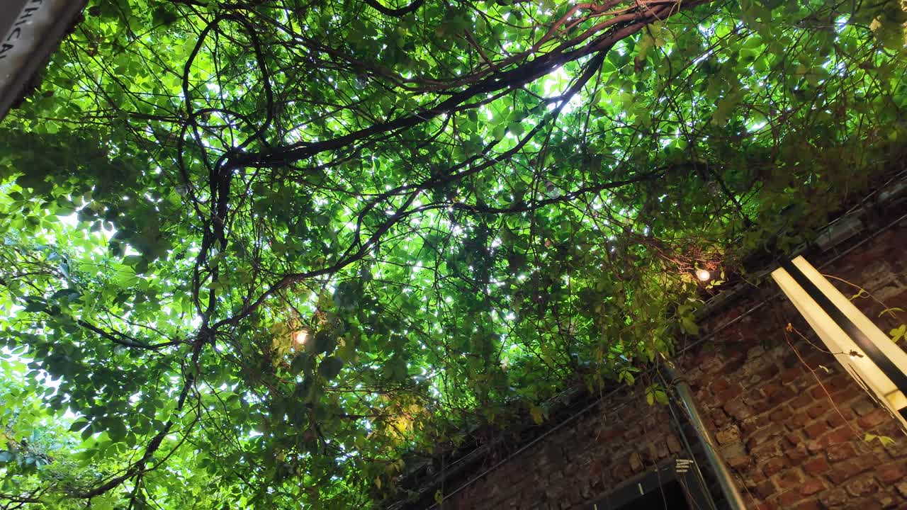 Vine Covered Brick Wall with Lighting