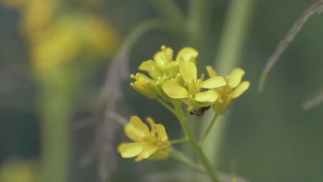 Black-Native-Australian-Stingless-Bee-Feeds-On-The-Nectar-Of-Yellow-Mizuna-Flowers-At-The-Park---Spring-In-Australia---close-up