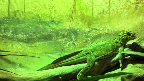 reptile in the cage in lisbon, portugal