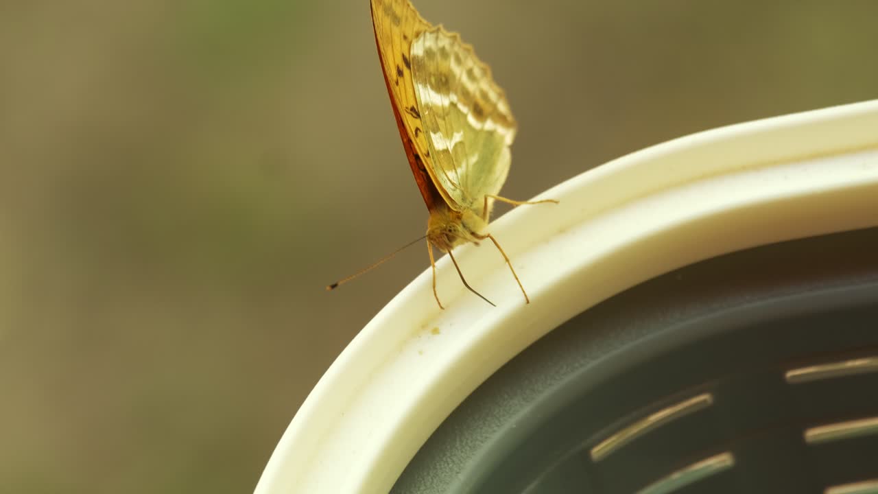 Orange Silver-Washed Fritillary butterfly sucking pollen on a basket in 4K slow motion