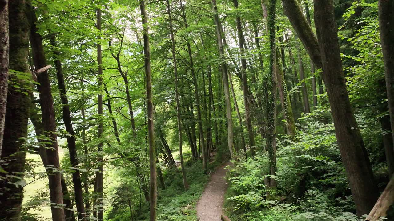 Immagine che si allontana per rivelare un bellissimo sentiero attraverso una fitta foresta in Svizzera