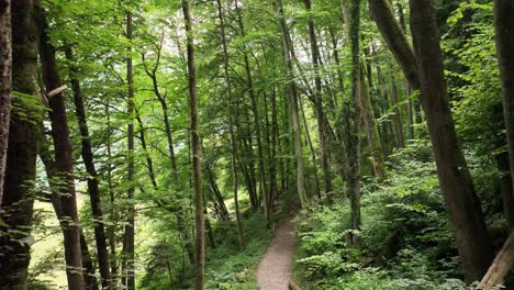 image pulling back to reveal a beautiful trail through a dense forest in switzerland