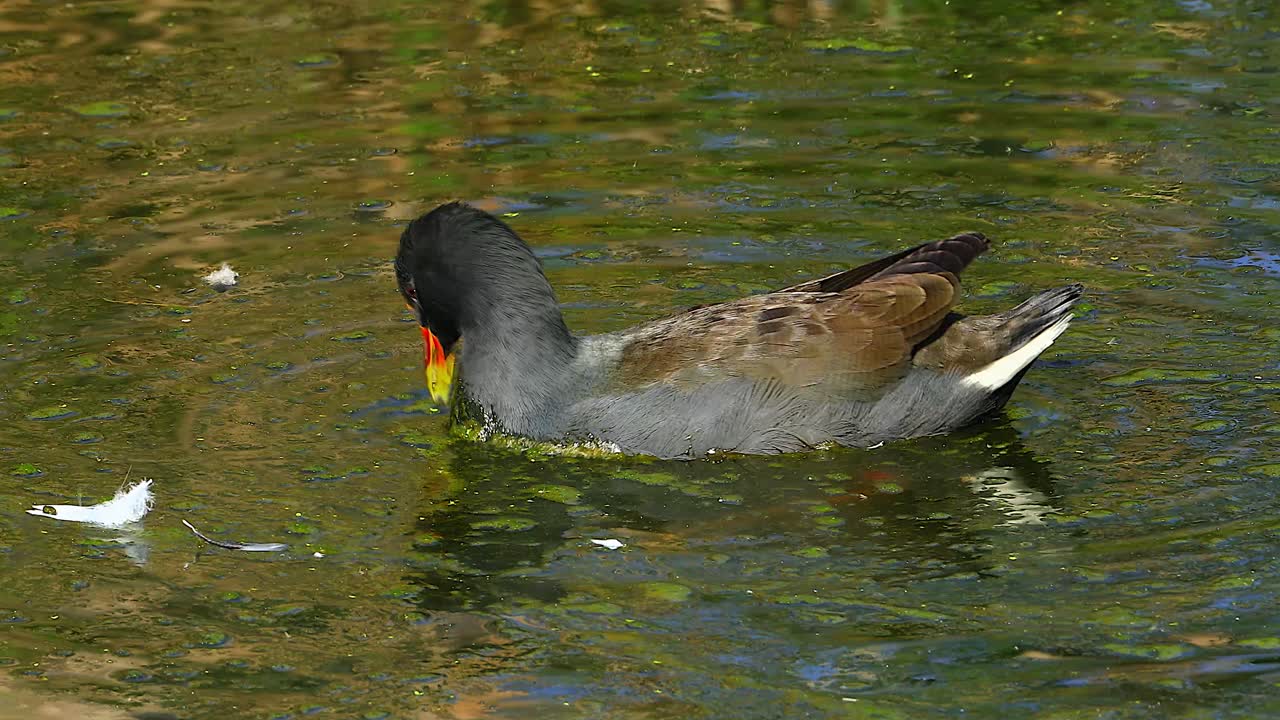 Una gallinella d'acqua scura nuota lungo la riva di un fiume in Australia