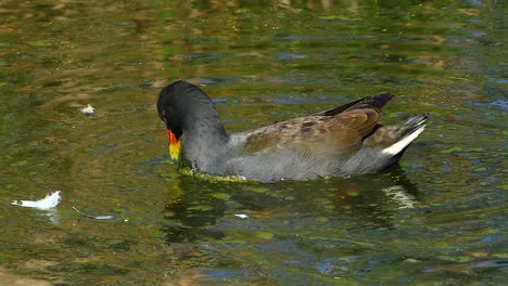 Dusky-moorhen-swims-along-a-riverbank-in-Australia