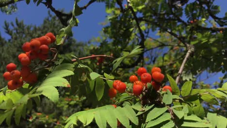 pequeñas bayas rojas soplan en la rama de un árbol en el viento-2