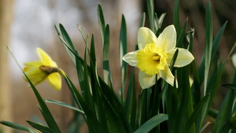 View-of-fowers-in-the-summertime