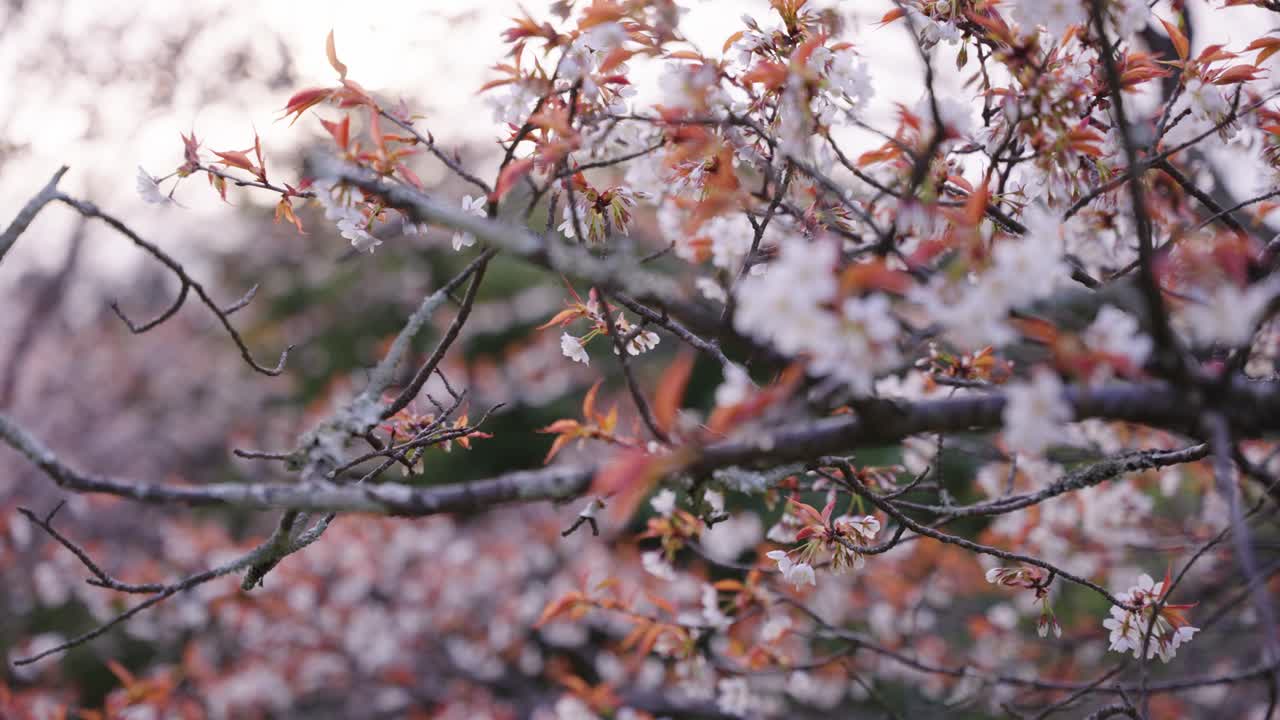 요시노 사쿠라 꽃은 자연 배경이 흐릿하게 찍힌 근접 촬영입니다.