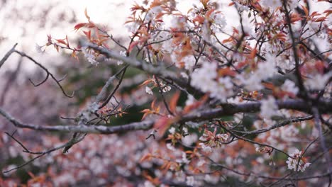 Yoshino-Sakura-Blüten,-Nahaufnahme-Mit-Verschwommenem-Natürlichem-Hintergrund