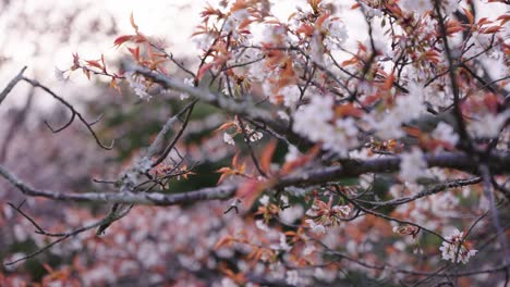 yoshino sakura blossoms close up shot with blurred natural background