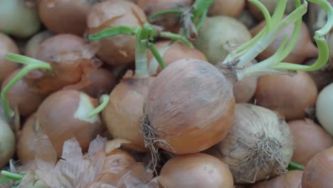 un montón de cebollas