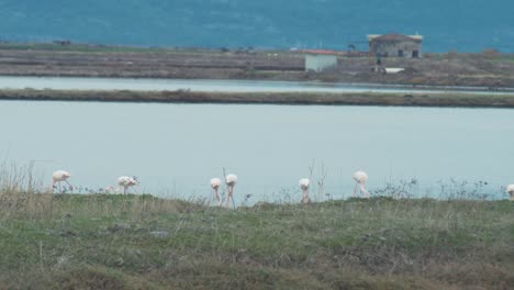 flamencos en primer plano alimentándose buscando comida