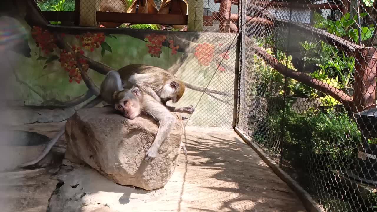 동물원의 영장류 생활