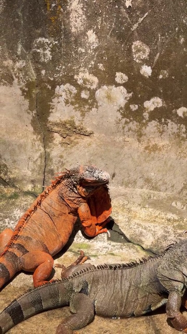 Due iguane che riposano su una superficie di cemento