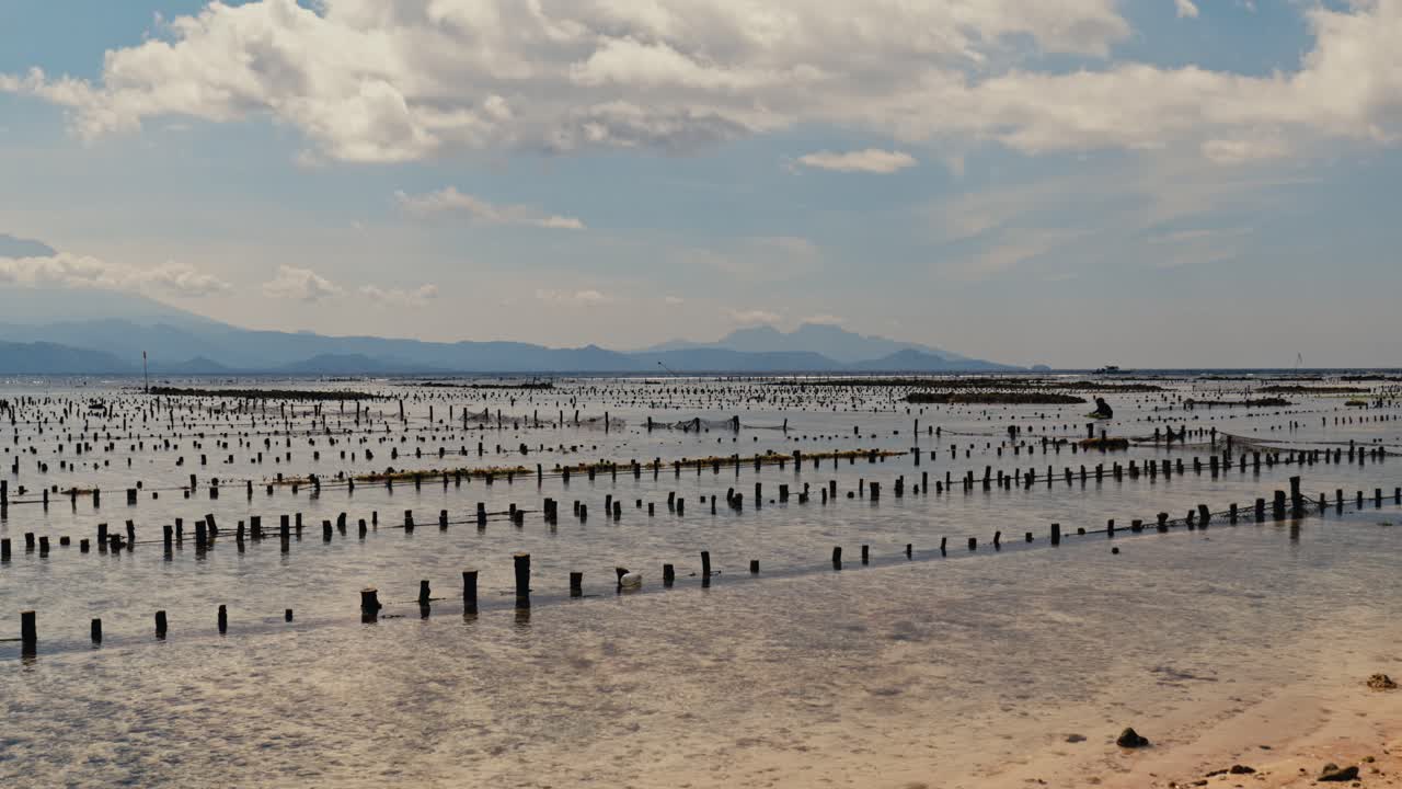 인도네시아 발리 에 있는 굴 농장 을 관리 하는 농부