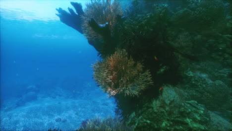 exploring the vibrant underwater world with corals and colorful fish