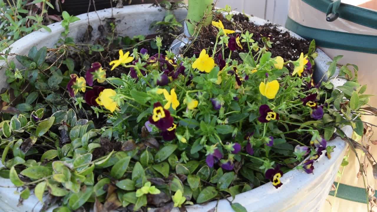 actualizando una plantación para el otoño