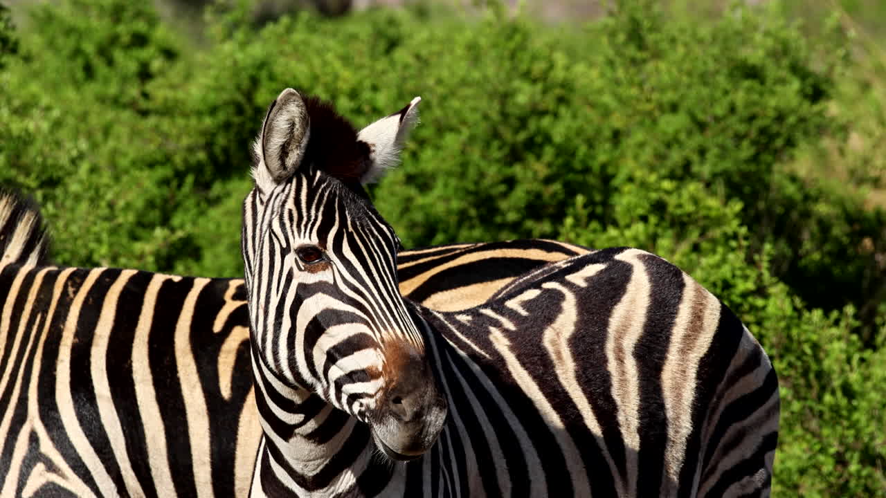 Close-up of a Zebra in African Savanna