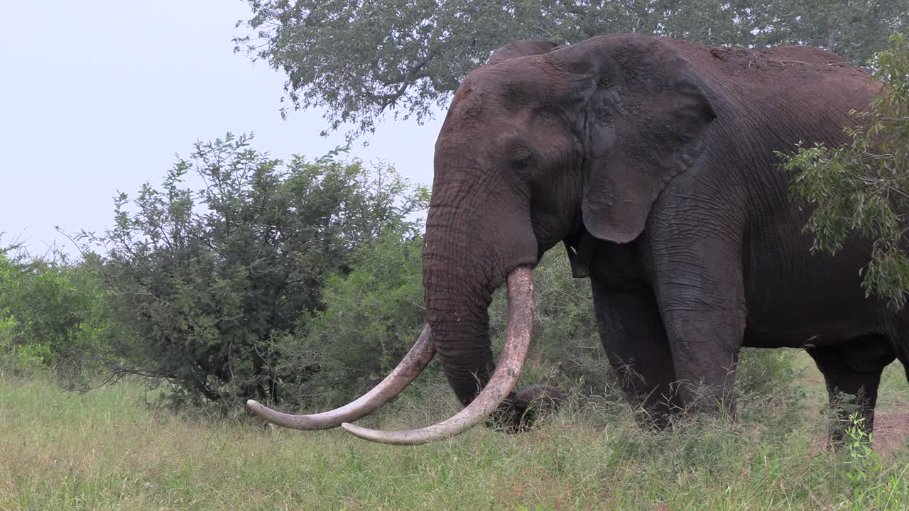 un gran elefante con enormes colmillos se está alimentando de la hierba en el parque nacional kruger