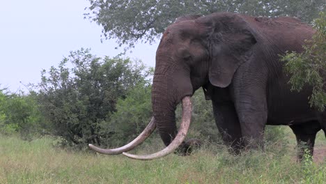 a large elephant with enormeous tusks is feeding on the grass in kruger national park