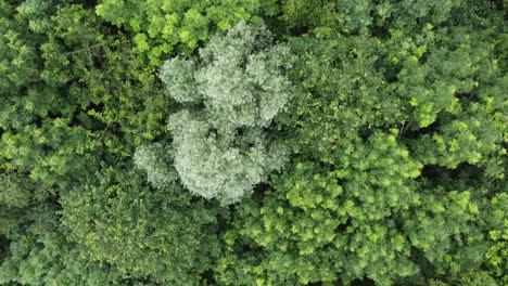 forest with huge green trees above overhead drone shot looking down