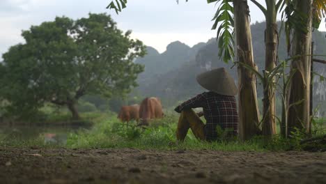 Mujer-vietnamita-viendo-pastoreo-de-ganado