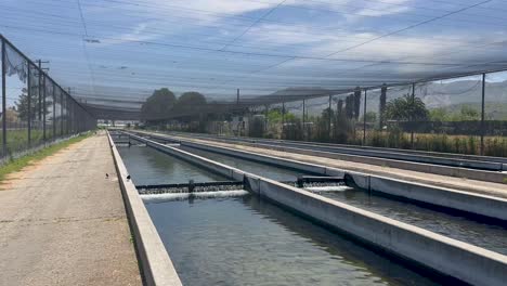 fillmore fish hatchery in fillmore, california.