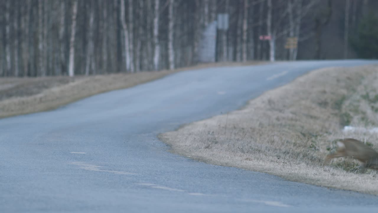 저녁 황혼에 강간 랩 필드에서 먹는 유럽 노루 무리