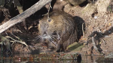 solo nutria myocastor coypus limpiando su pelaje en la entrada a la guarida