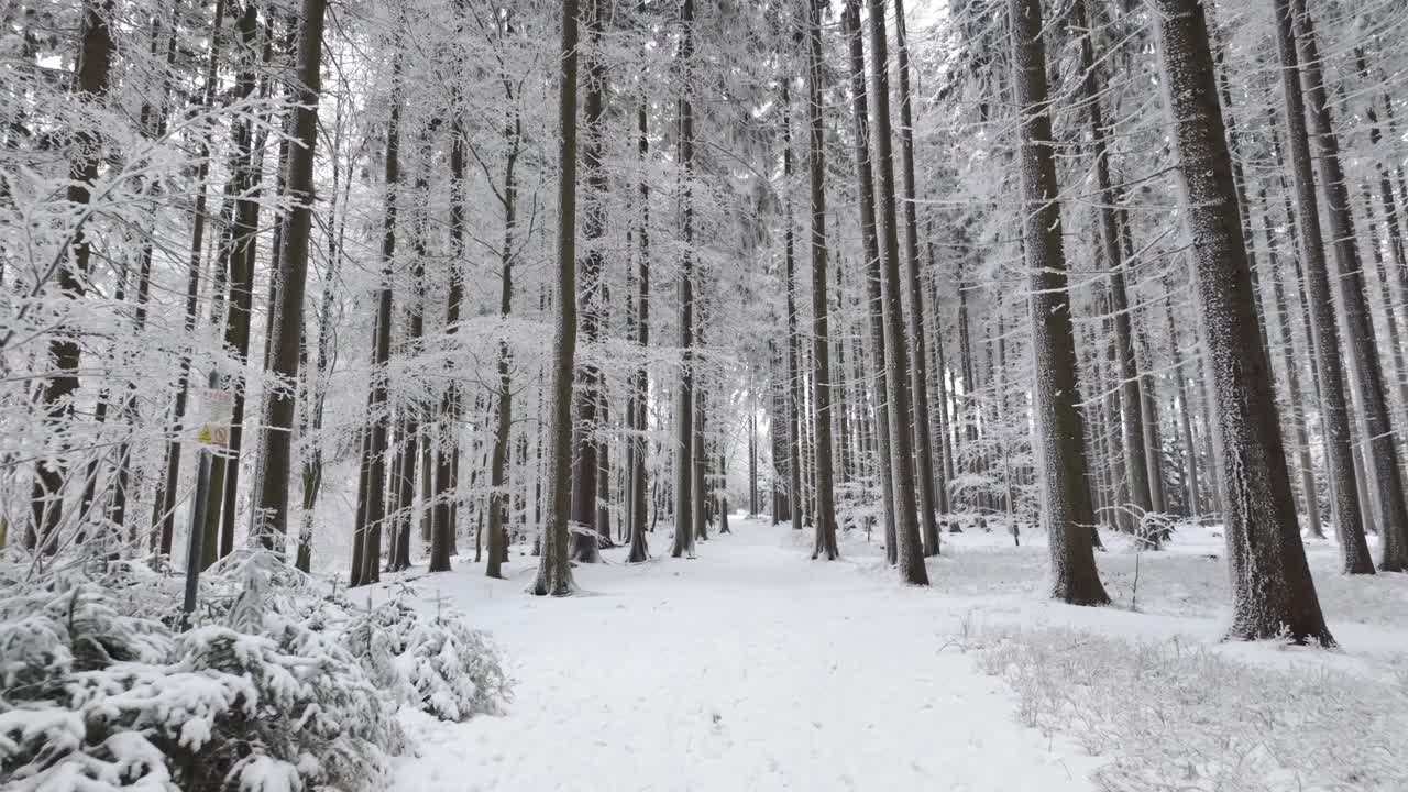 Snowy winter forest passage with frost and fairy tale atmosphere. Magical scene of cold woodland filled with calm and wonder