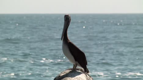 peruvian pelican standing on the rock with seascape in the background