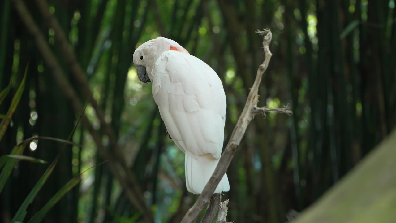 cacatua de cresta de salmón o cacatua de las malucas sentada en la rama de un árbol, limpiando el plumaje, equilibrándose en la rama en el safari de bali y el parque marino de siangan, indonesia