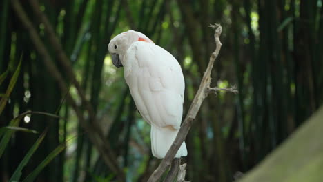 salmon-crested cockatoo or moluccan cockatoo perched on tree branch preening plumage balancing on branch at bali safari and marine park in siangan, indonesia