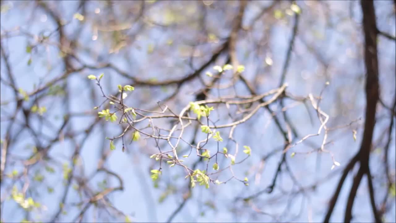 The first spring gentle leaves and buds on branches