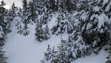 Bosque-Cubierto-De-Nieve