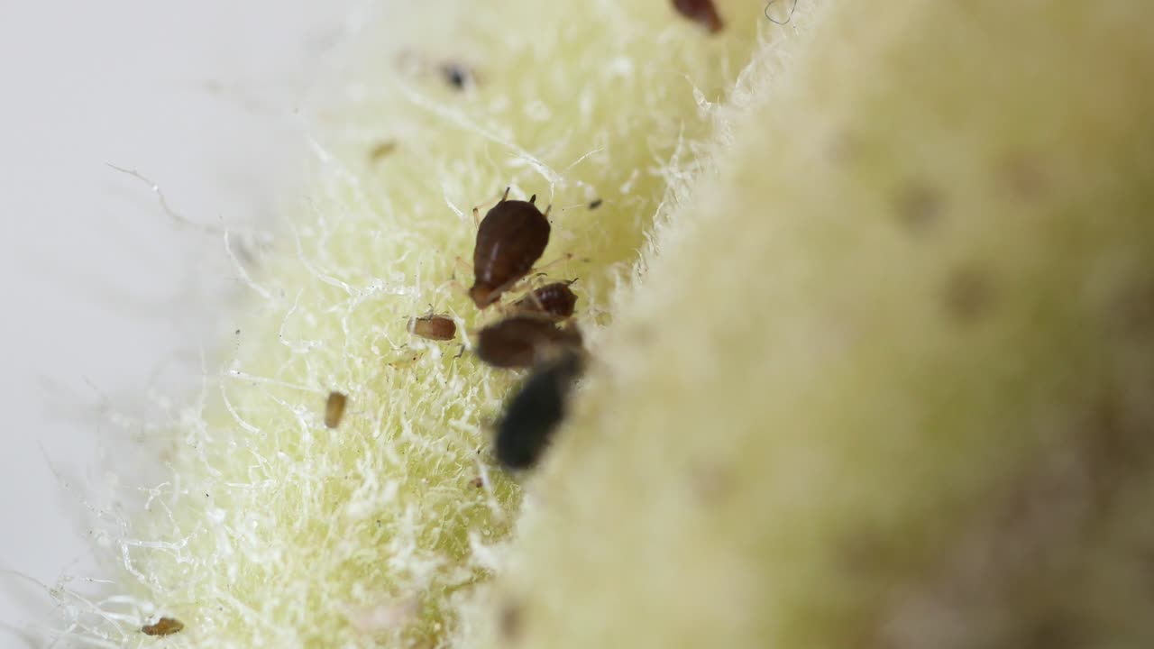Close-up of Aphids on a Plant