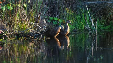 un par de patos yendo por caminos separados