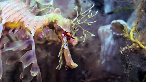 leafy sea dragon with eggs macro close ups 4k slow motion