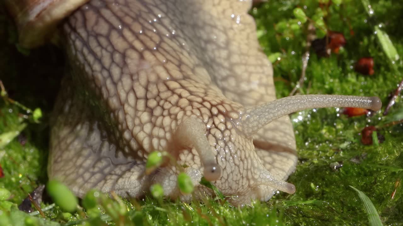 Helix pomatia, também conhecido como caracol-romano, caracol-da-borgonha
