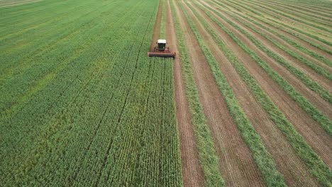 en el noreste de wisconsin, un tractor corta un campo de avena, frijoles y centeno