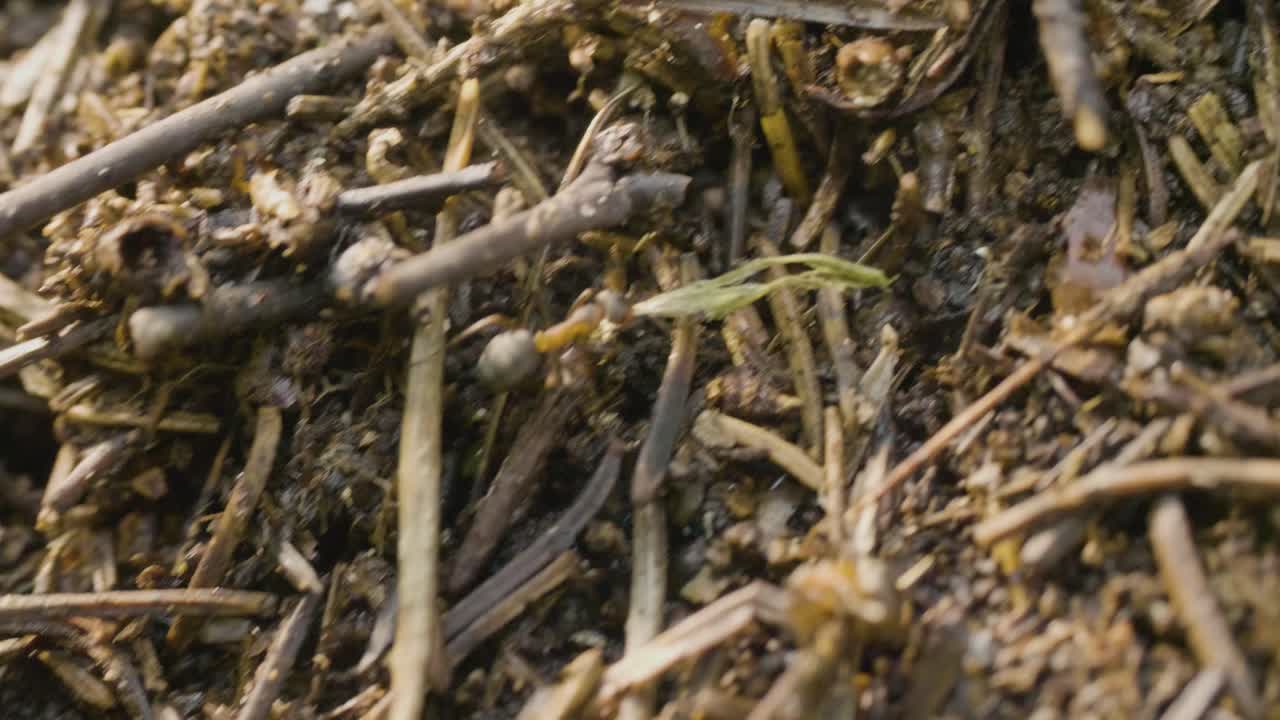 hormigas en un hormiguero