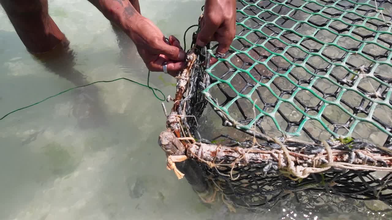 Lobsterman Man closing lobster cage with his hands into shallow water, caribbean sea