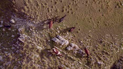 Top-down-of-small-herd-of-horses-grazing-on-mountain-meadow-at-Durmitor-National-Park-Montenegro,-aerial