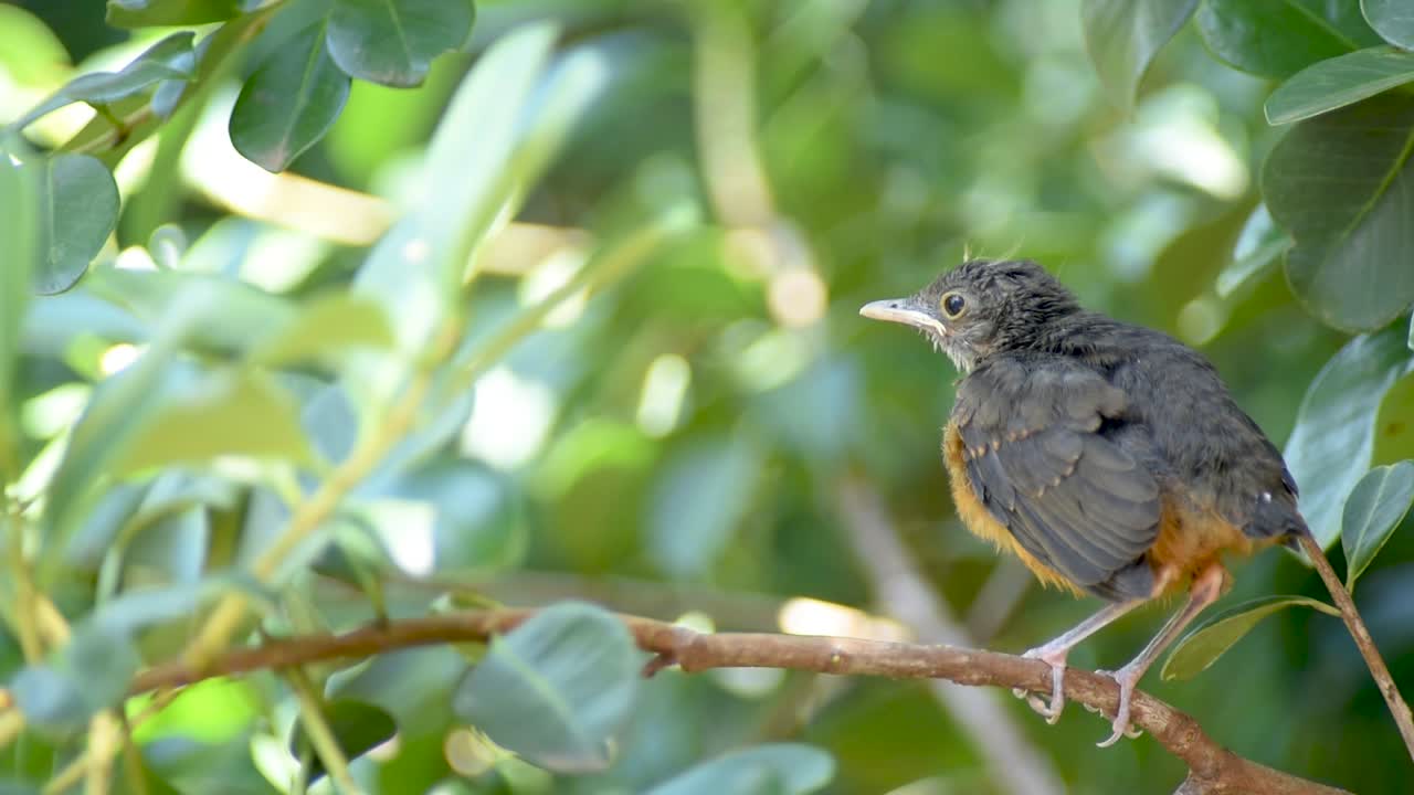 zorzal de vientre rufo pájaro joven que se extiende para el primer vuelo