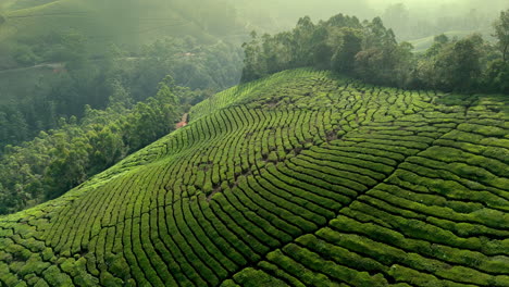 Panorámica-Hermosa-Plantación-De-Té-Brumoso-Plantaciones-De-Té-De-Clase-Mundial-En-Las-Colinas-De-Munnar,-Kerala,-India